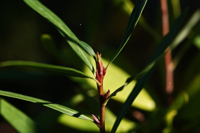 Embothrium.jpg