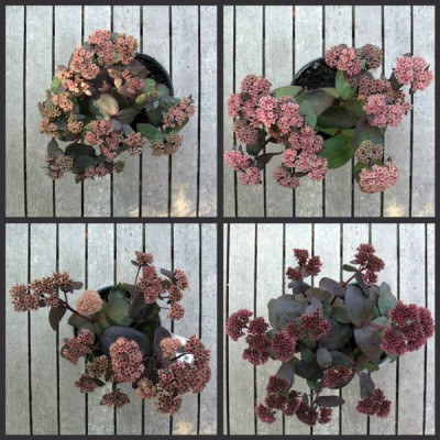 Sedum_Vegleich_Gartenpur.jpg