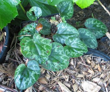 C.purpurascens-hansi.jpg