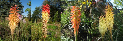 Kniphofia_auswahl.jpg