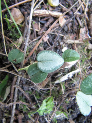 Cyclamen_111002.jpg
