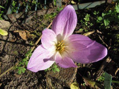 Herbstzeitlose_MGP_111002.jpg