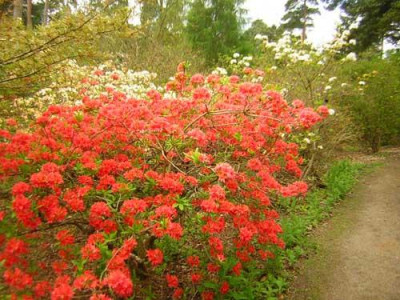 77Azalea_GrandeurTriomphante_Gh.jpg