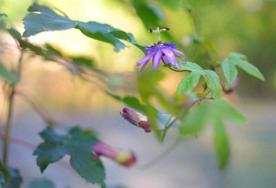 passiflora.2.jpg