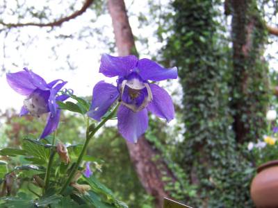 Aquilegia_flabellata-Hybride_Ministar.jpg