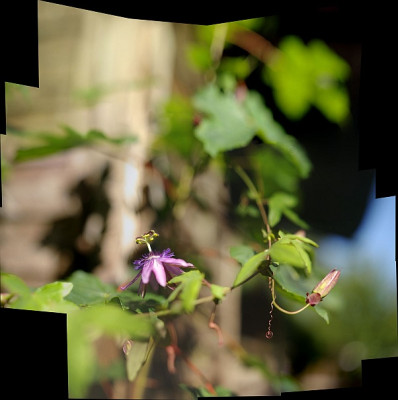 comp-0001_stitch.web.jpg