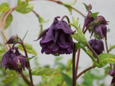 dunkle_geruschte__Akelei_und_Lonicera.jpg