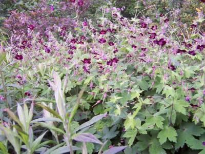 Geranium_phaeum_Wiese.jpg