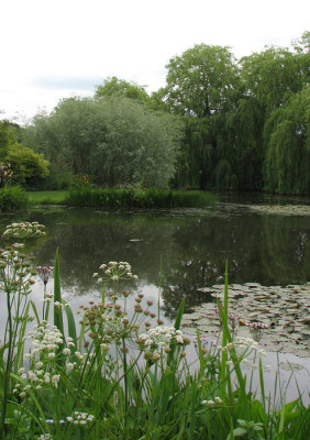 Salix_exigua_habitus.jpg