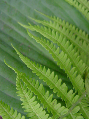 hosta_farn25.jpg
