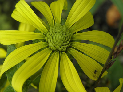 Silphium_Ernst_Pagels_77kb.jpg