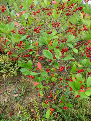 Aronia_ganz.JPG