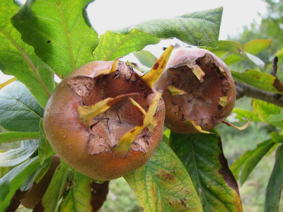 Mespilus_Herbst_2011.JPG