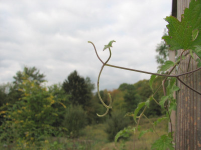 Fra_Clematis.JPG