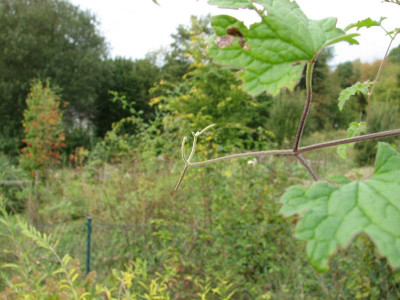 Fra_Clematis_2.JPG