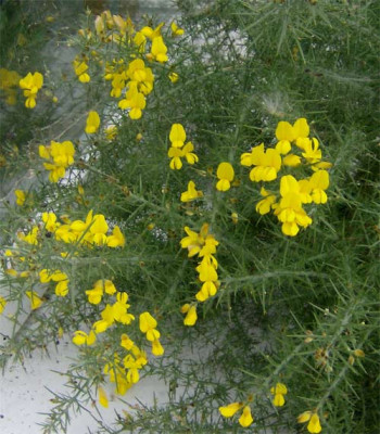 ulex-051011.jpg