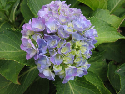 Hortensie_Herbst_2011.JPG