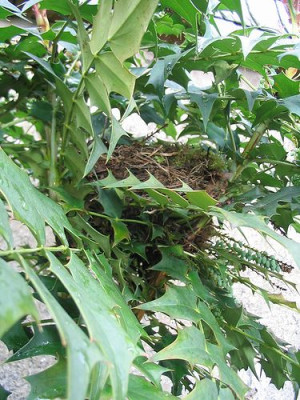 Amselnest_in_Mahonia_bealei_Hortu.jpg