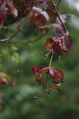 IMGP1062.jpg