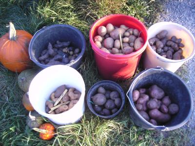 AllerhandKartoffeln.jpg