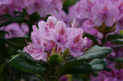 Rhodo-Mai-8.jpg