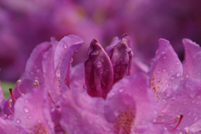 Rhodo-Mai-10.jpg