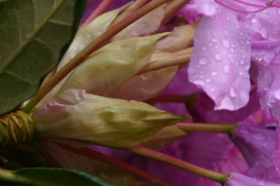 Rhodo-Mai-11.jpg