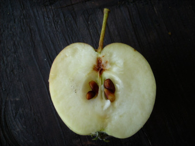 Apfel_unbekannt3_03092011.jpg