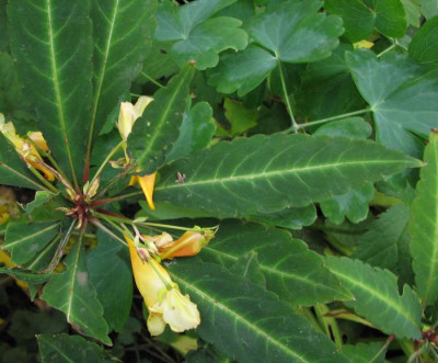 Impatiens_unbek_2.jpg