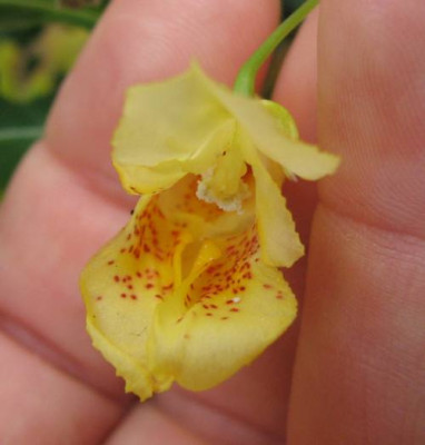 Impatiens_unbek_3.jpg