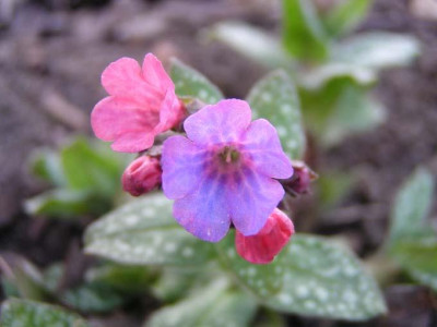 Pulmonaria_Nurnberg_Blute.jpg