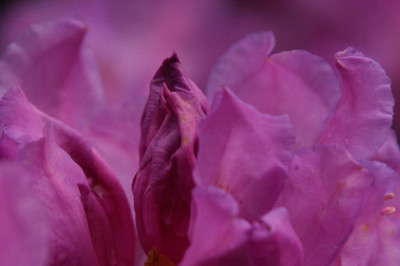 Rhodo-Mai-12.jpg