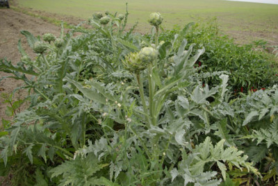 Artischocken_0210.2011.jpg