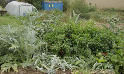 Artischocken_5.09.2011_a.jpg