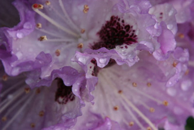 Rhodo-Mai-13.jpg