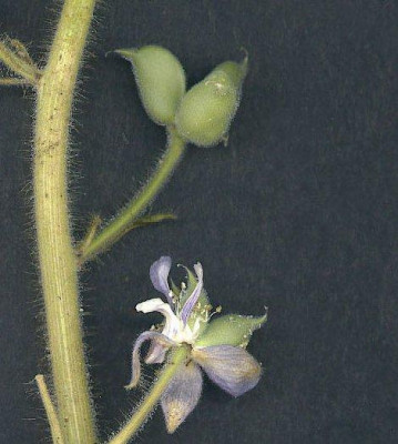 Delphinium_staphisagria_Samenkapsel.jpg