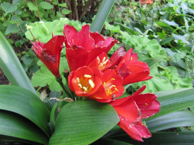 Klivie_111008.jpg
