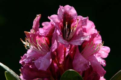 Rhodo-Mai-9.jpg