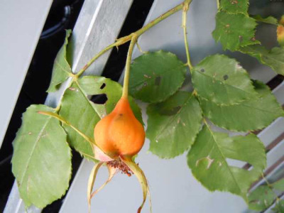 sept_2011_038.JPG