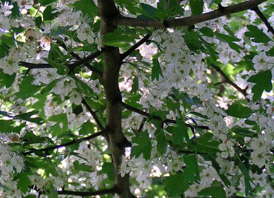 Weidorn_120505.jpg