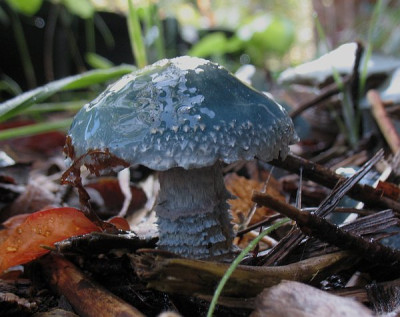 Stropharia_caerulea.jpg