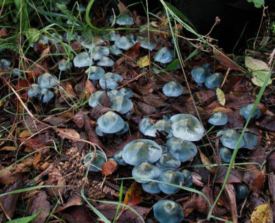Stropharia_caerulea_1.jpg
