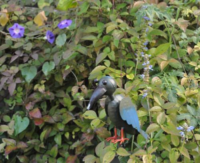 Gartenvogel_0011__0940.jpg