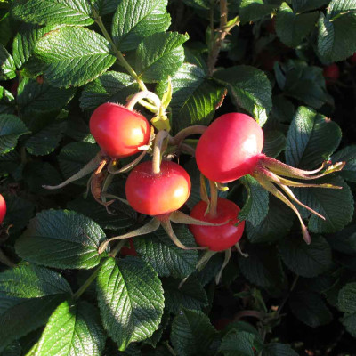 buttenrugosa2.jpg