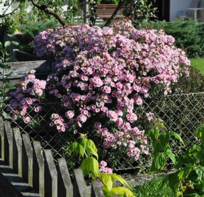 Ueberm_Gartenzaun_0011__0967.jpg