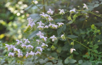 Herbstbluhende_Wiesenraute_0011__1006.jpg