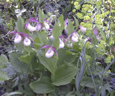 Cypripedium_barbyi_AlbaRimg0332.JPG