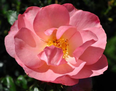 Aprikola_0011__0988.jpg