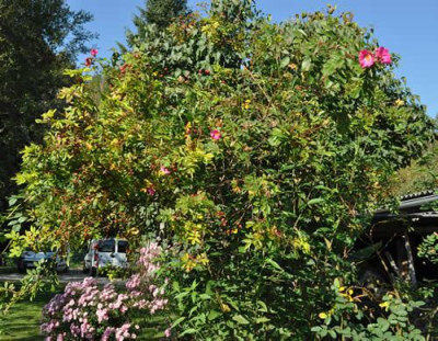 Rosa_nitida1_0011_0981.jpg
