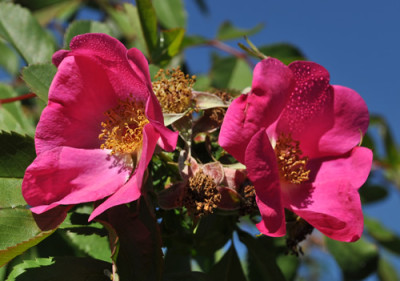 Rosa_nitida_0011__0980.jpg